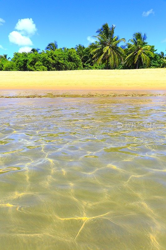 热带天堂:Praia do Forte明亮半透明的海滩，巴伊亚，巴西